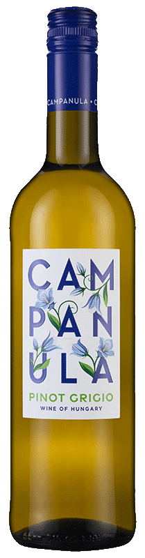 Campanula Pinot Grigio Campanula Pinot Grigio