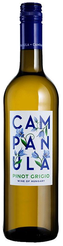 Campanula Pinot Grigio Campanula Pinot Grigio